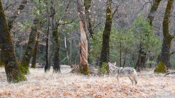 Animales lobo salvaje, coyote o coywolf, vida silvestre del bosque de Yosemite, fauna de California — Foto de Stock