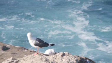 Ocean waves, beach or bluff, La Jolla cliff, California. Seagull bird, sea water