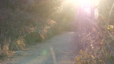 Ormanda ya da ormanda yol, korulukta yol. Kozalaklı çam ağacı. Kaliforniya