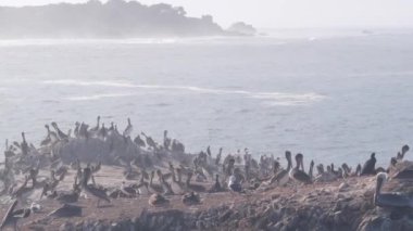 Pelikanlar sürüsü, kayalık uçurum adası, okyanus, Point Lobos, California. Kuşlar uçuyor