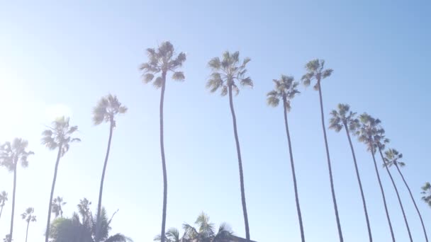 Row of palm trees on street near Los Angeles, California coast, beach vacations. — Stock Video
