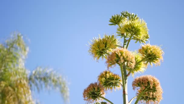 Agave çiçeği, asırlık ya da nöbetçi bitkisi çiçek açar ya da çiçek açar. Kaliforniya — Stok video