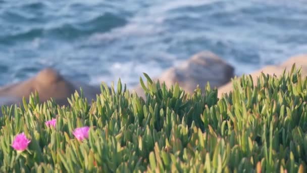Havbølger på stranden, havoverflaten, California. Sukkulente planter. – stockvideo