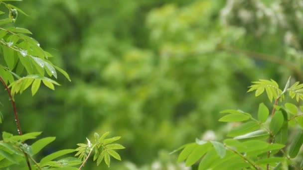 Dešťové kapky na vlhké listy v jarním lese. Kapky na mokré zelené stromy listí — Stock video