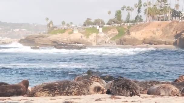 Foca de piel manchada salvaje novato, puerto pacífico león marino descansando, playa de California — Vídeos de Stock