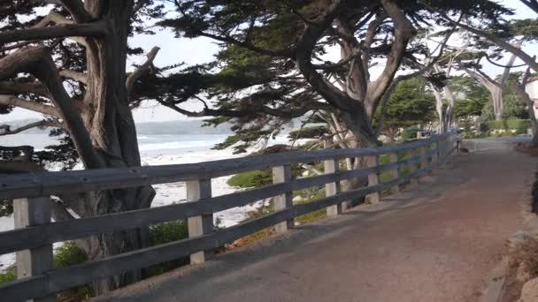 Jalur, jejak atau jalan setapak, pantai laut, pantai California. Waterfront pohon cemara. — Stok Video