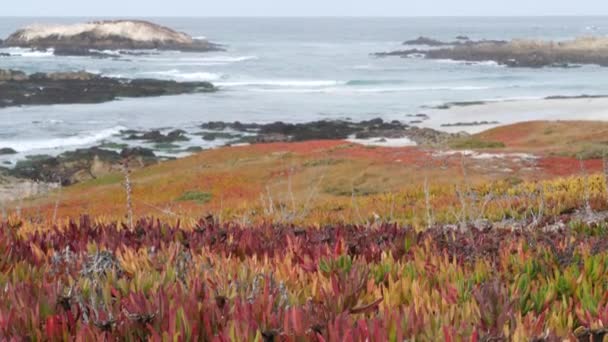 17 mijl rijden, Monterey, Californië. Rotsachtige grillige oceaankust, golven. Succulenten — Stockvideo