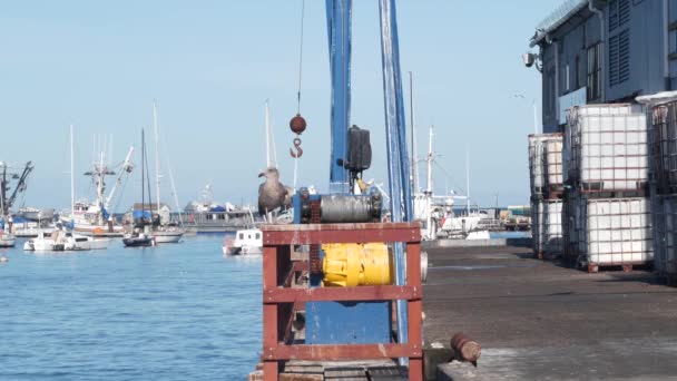 Aves de gaviota, puerto, puerto, muelle o muelle de pescadores, industria pesquera, pesca. — Vídeo de stock