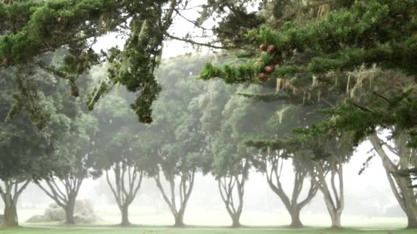 Nebeliger geheimnisvoller Wald im Nebeldunst. Baumreihe bei ruhigem, nebligem Regenwetter. — Stockvideo