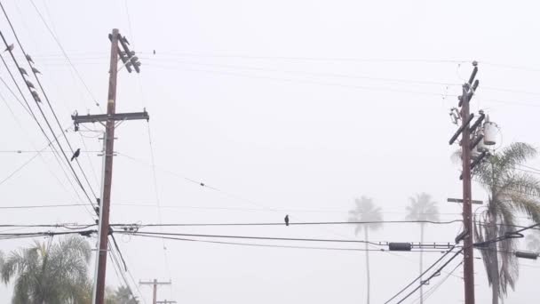 Palmiers dans le brouillard brumeux, oiseaux sur la ligne électrique, California city street. — Video