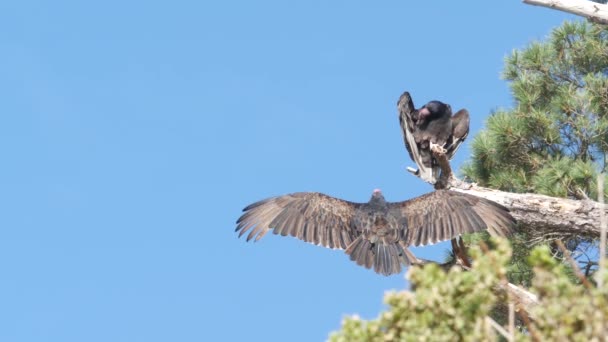 Truthahngeier, Aasfresser und Bussarde warten auf die Jagd. Kalifornische Tierwelt USA — Stockvideo