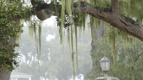 Lace lumut lumut menggantung, berkabut pohon hutan. Peri hutan misterius, USA. — Stok Video