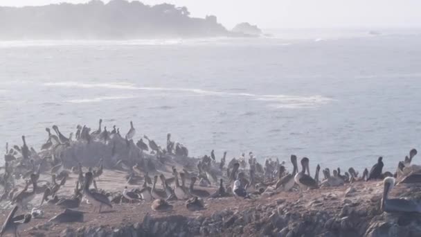 Pélicans affluent, île de falaise rocheuse, océan, Point Lobos, Californie. Oiseaux volant — Video