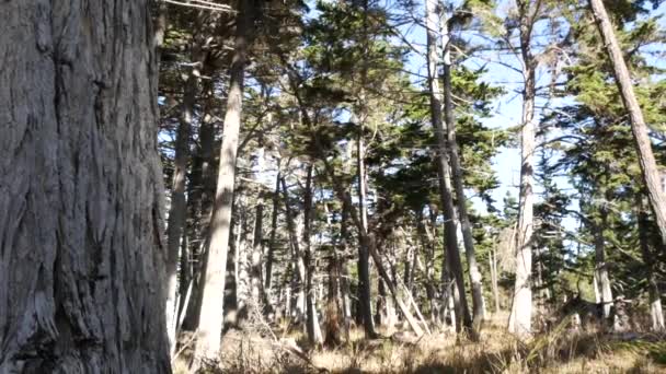 Cypřišový les, jehličnaté borovicové lesy, háj nebo lesy, hluboké divoké houští — Stock video