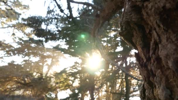 Dantelli yosun asılı, ormanın derinliklerindeki ağaç. Orman, orman ya da orman. Güneş ışığı — Stok video