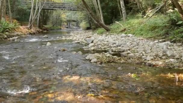 カリフォルニアの森の森や森の中の川。クリークの流れは水を熟した — ストック動画