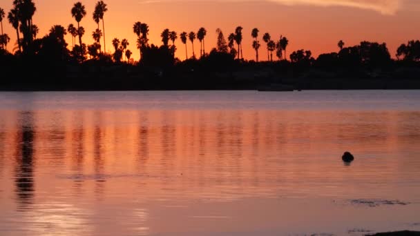 Banyak pohon palem siluet refleksi, matahari terbenam pantai laut, California pantai Amerika Serikat — Stok Video