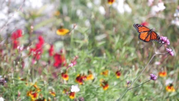 Monarch vlinder op wilde bloem, wilde bloemen bloei, tuin, weide of lente lea — Stockvideo