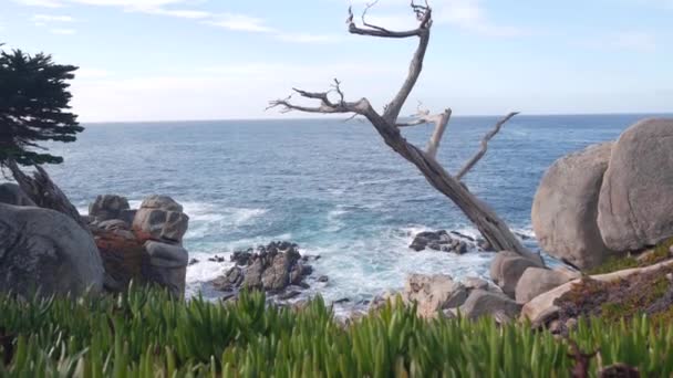 Ciprés solitario sin hojas o pino, 17 millas en coche, Monterey California — Vídeos de Stock