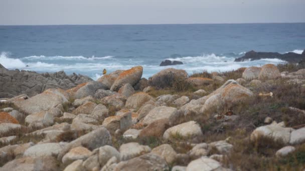 Rocky craggy ocean coast, sea water waves crashing on rocks, Monterey California — Vídeos de Stock