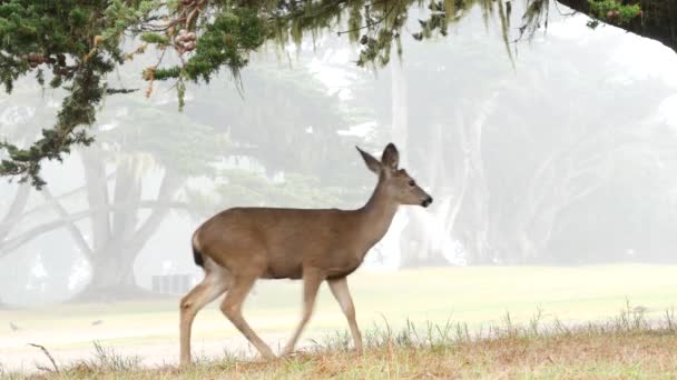 Veados selvagens pastando, animal na grama gramado verde. Fawn ou bezerro, floresta nebulosa. — Vídeo de Stock