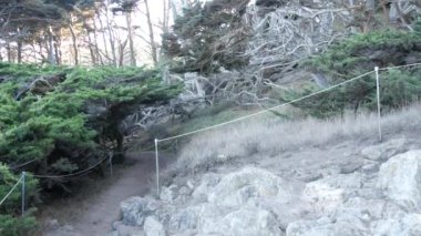 Ormanda ya da ormanda yol, korulukta yol. Kozalaklı çam ağacı. Kaliforniya