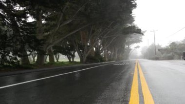 Sis ve sisli ormanda asfalt yol. Ağaç sıraları, yağmurlu sis, Kaliforniya ABD.