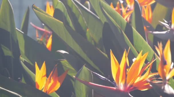 Strelitzia ave del paraíso flor grúa exótica flor tropical. Flora de California — Vídeos de Stock