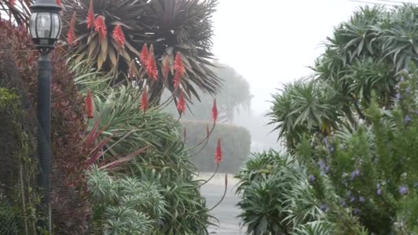 Calle suburbana, naturaleza nublada y lluviosa, flora de California. Flor de aloe rojo en el jardín — Vídeos de Stock