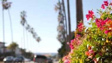 Palmiye ağaçları, Los Angeles, Kaliforniya kıyısına yakın bir şehir. Sahildeki palmiyeler.