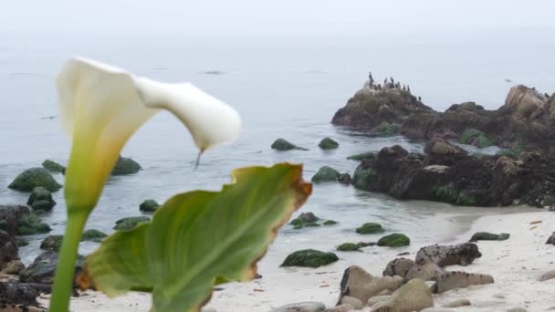 カリフォルニア州モントレーの白い花、小石のビーチ霧の海の海岸. — ストック動画
