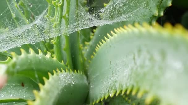 Aloe Vera, Tau-Regentropfen, frische feuchte Pflanzenblätter, Spinnennetz oder Netz. — Stockvideo