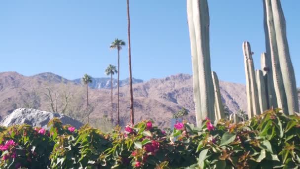 Palmeras, cactus, montañas, naturaleza del valle de California. Flora árida del oasis desierto — Vídeos de Stock