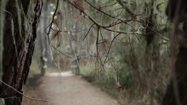 森や森の中の道。松の木、レース地衣類苔ぶら下がっている。木造橋 — ストック動画