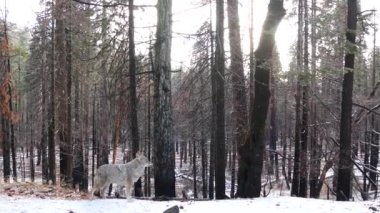 Vahşi kurt, çakal ya da çakal, karlı kışın önü, Kaliforniya vahşi yaşam faunası, ABD