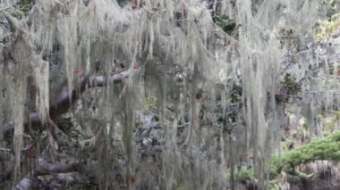 Dantelli yosun asılı, ormanın derinliklerindeki ağaç. Orman, orman ya da orman. Parazit