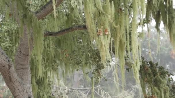 Krajkový lišejník visí, mlhavé mlhavé lesní stromy. Pohádkové lesy, USA. — Stock video