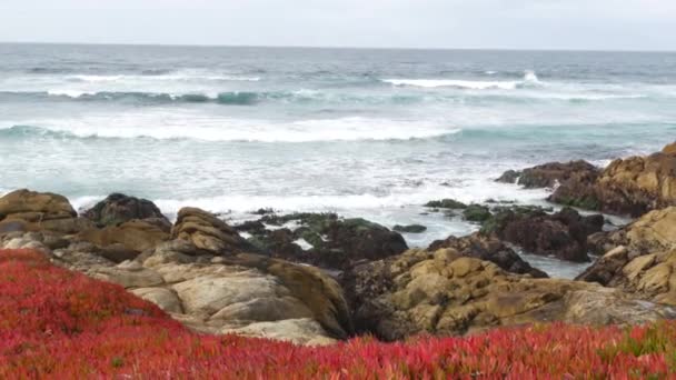 17-mils bilresa, Monterey, Kalifornien. Klippiga havskust, vågor. Suckulenter — Stockvideo