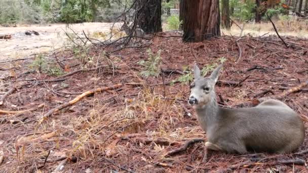 Vahşi geyik ailesi, Yosemite ormanı, California vahşi yaşam alanı, Doe, yavru geyik ya da arka bahçe. — Stok video