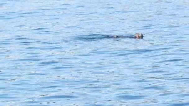 Wild sea otter marine animal swimming in ocean water, California coast wildlife. — Stock Video