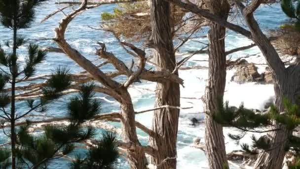 Ocean waves, cypress pine tree forest, 17-mile drive, Monterey, California coast — Stock Video