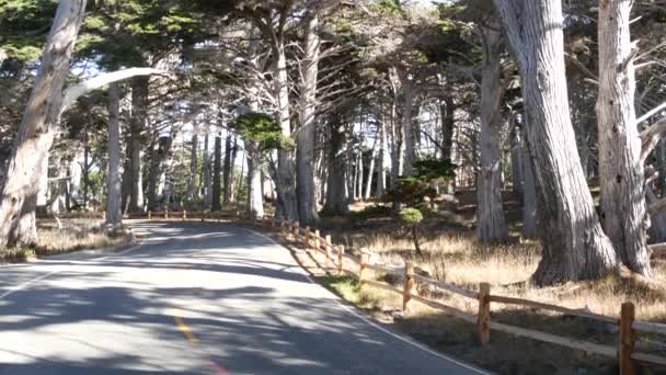 Scenisk 16-mils bilresa, Monterey, Kalifornien. Road resa genom cypress träd skog. — Stockvideo