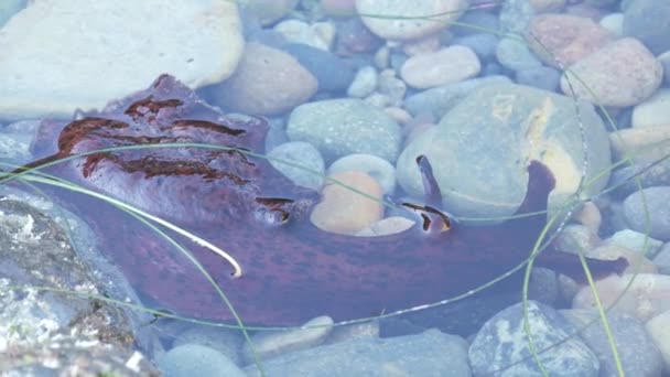 Θαλασσινά μαλάκια σε νερό της πισίνας παλίρροιας, κόκκινα μαλάκια σε tidepool Anaspidea ζώο. — Αρχείο Βίντεο