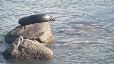 Vahşi benekli fok balığı kayaların üzerinde uyur, Pasifik limanındaki deniz aslanı dinlenir. Kaliforniya