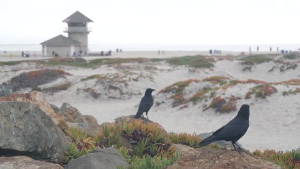 Sanddyner av dimmiga Coronado stranden, havsvågor i dimma, Kaliforniens kust, USA. — Stockvideo