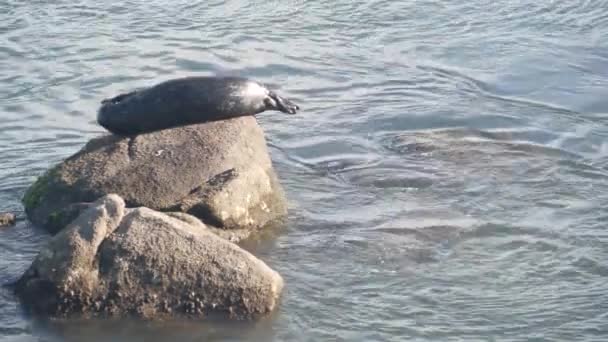 Дикие пятнистые тюлени спят на скале, тихоокеанская гавань отдыхает морской лев. Калифорния — стоковое видео