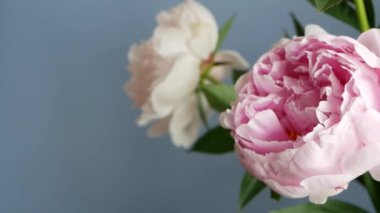 Şakayık çiçekleri bahar çiçekleri, açık pembe çiçek tomurcukları yakın. İlkbahar botanik geçmişi. Taze narin yapraklar, bahar çiçekleri. Pastel rengi peeonia infloresans. Buket.