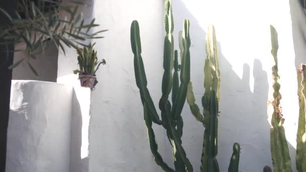 Sansevieria Pflanze Blumentopf Und Großer Sukkulenter Kaktus Der Weißen Wand — Stockvideo