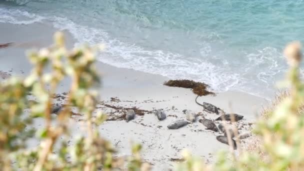 野生斑点毛皮海豹繁殖地 太平洋港湾海狮休息 洛沃斯点野生动物 中国湾加利福尼亚海岸 幼小的动物在自由的环境中生活 在天然的栖息地中生活 — 图库视频影像