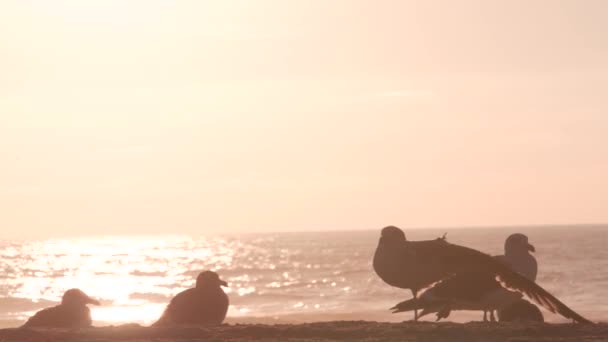 Seagull Birds Ocean Water Beach Sea Waves Sunset California Usa — Stock Video